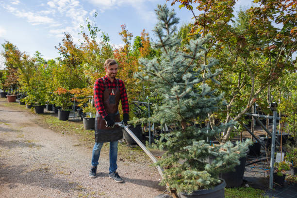 Best Hazardous Tree Removal  in Sand Springs, OK